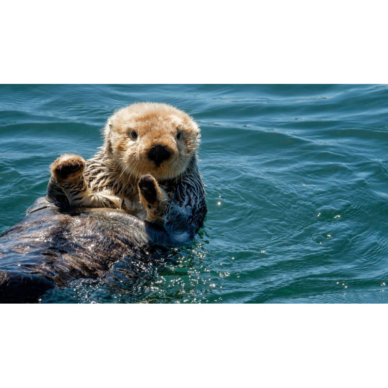 Loutre – Compagnon sauvage et fascinant