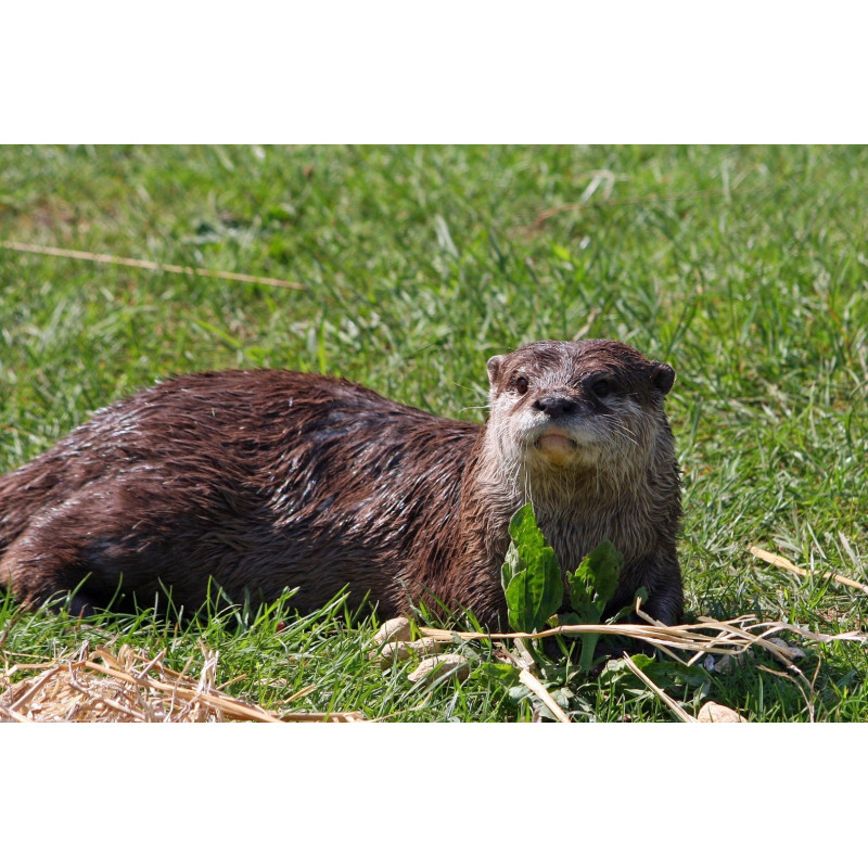 Loutre – Compagnon sauvage et fascinant