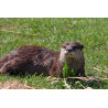 Loutre – Compagnon sauvage et fascinant
