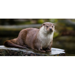 Loutre – Compagnon sauvage et fascinant