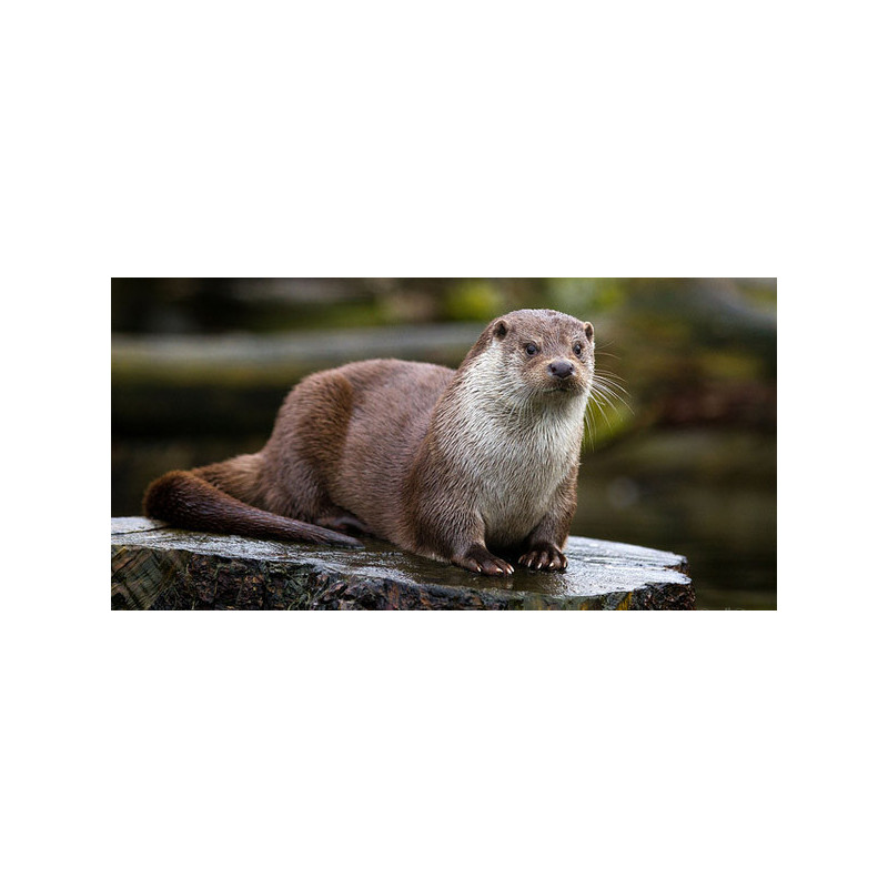 Loutre – Compagnon sauvage et fascinant