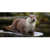 Loutre – Compagnon sauvage et fascinant