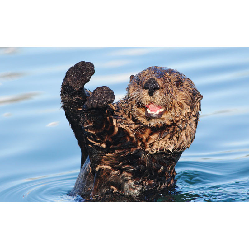 Loutre de combat