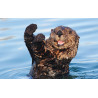 Loutre de combat